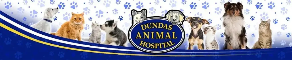 Dundas Animal Hospital counter 1